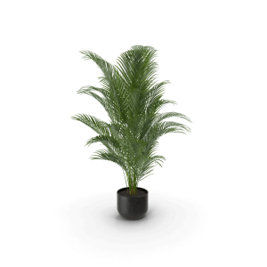 Areca Palm
