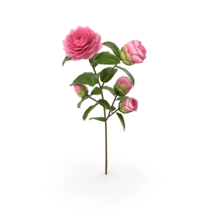 Camellia Pink