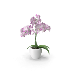 Pink Orchid
